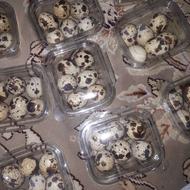 فروش تخموبلدرچین