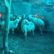 فروش گوسفند بره مار اوستن شیر کرده