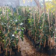 فروش نهال نارنگی