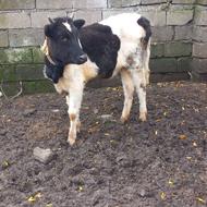 4راس گوساله ماده جنس دار