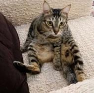 واگذاری گربه DHS