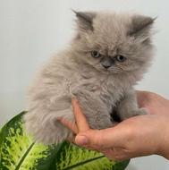 گربه هیمالین دوماهه