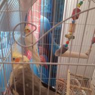 عروس‌هلندی سالم