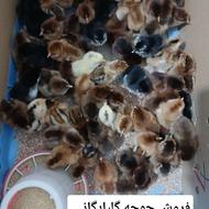 فروش جوجه گلپایگانی 15روزه