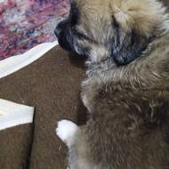 توله پامریین خرسی اصل اوگذار