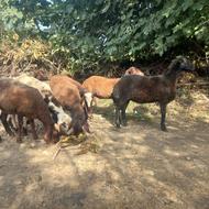 4راس بره ماده تقالی