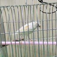 یک عدد قناری ماده