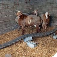 قوچ تخمی 3سال