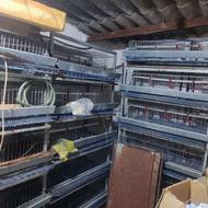 قفس بلدرچین و کبک 5 طبقه