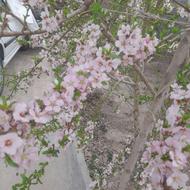 نهال بادام و نهال زرد آلو فرانیس و تونو