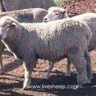 ذبح وقصابی گوسفند وعقیقه شبانه‌روزی درتمامی نقاط شیراز