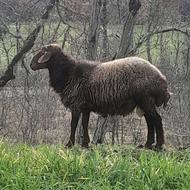 گوسفند نر جوان