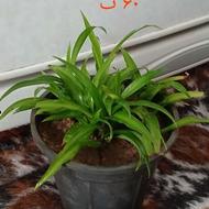 گلهای روح بخش