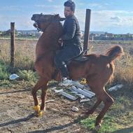 اسب کرد نریان 8سال