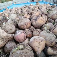 چغندر قند و دامی تحویل دامدار