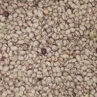 لوبیا چیتی خرمنی