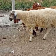 گوسفند بره نر ماده