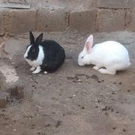 دو عدد خرگوش نر ماده بسیار قشنگ