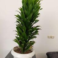 دراسنا کامپکت سالم