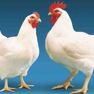 ذبح انواع مرغ وخروس قضابلا سیاه سفید