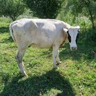 شیر گاو به قیمت بالا