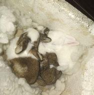 2تا بچه خرگوش با مادرشون