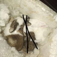 2تا بچه خرگوش با مادرشون