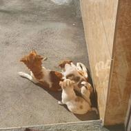 واگذاری سگ پاکوتاه