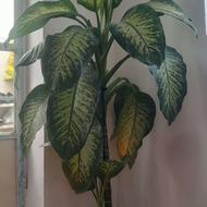 گل بزرگ برای فروش