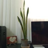 گل سانسوریا لب طلا