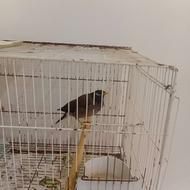 مرغ مینا 8 ماهه