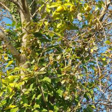 275متر کلنگی در دیباجی جنوبی