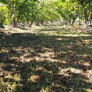 زمین چهار هزار متری یکجا و قطعه بندی