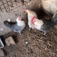 مرغ وخروس براکل