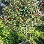 گل سیکاس جعبه 40