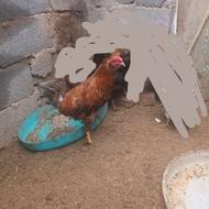 خروس محلی سالم