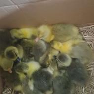 فروش جوجه غاز محلی