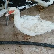 اردک اسراییلی