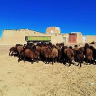 بره ماده خوب سنگین