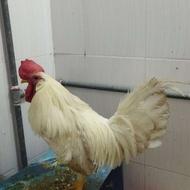 فروش خروس خانگی