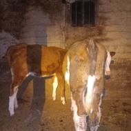 گوساله نر ماده