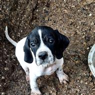 واگذاری سگ شکاری پوینتر انگلیسی اصیل