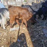 یک عدد تروشتر چاق وچله