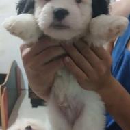 واگذاری اشپیتز نر 45 روزه