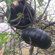 فروش کدو حلوایی