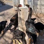 جوجه خروس و مرغ لاری ناب