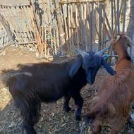 تروشت جوان و سرحال