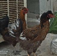 دو عدد مرغ بومی خیلی خوب