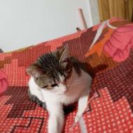 حامی مهربان گریه آرام بسیارباادب