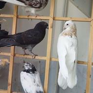 کبوتر جوان پرشی،ناجلد